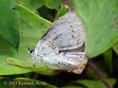 holly blue, female (Celastrina argiolus) Kenneth Noble